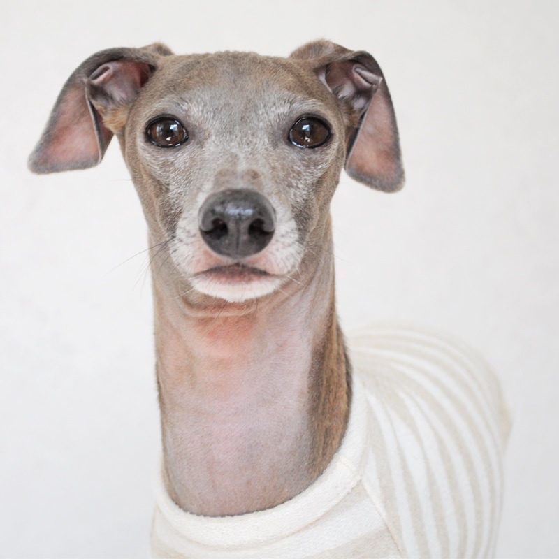 犬服｜柔らかな縞模様のお洋服｜ネップ裏毛ボーダー｜選べる4タイプ
