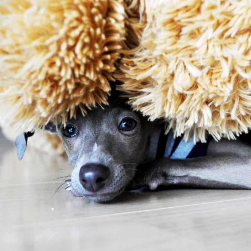 Instagram����åȥ롼���Buono!����������֤�����������åȡʽ��Τߡ�