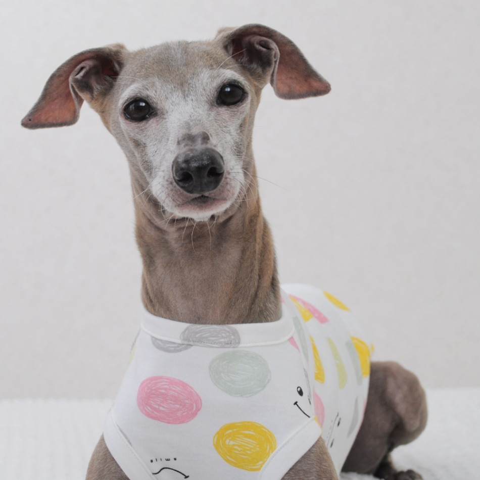 犬服｜にこちゃん2023｜スムースニット｜選べる4タイプ｜犬服