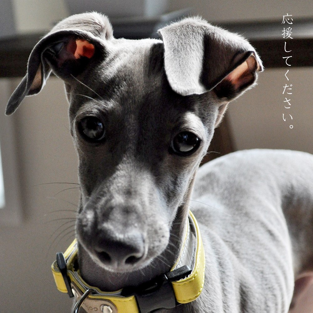 ARATA HOUSE�γ�ư����礹������å�