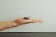  Ʀ 5cm - MUKU пƲ  Фο    ȡ ȥ쥤   ̣  ơ ֿ  ߥ ץ  л ̵ Ѥä å    ե ʥ  ץ쥼 ե