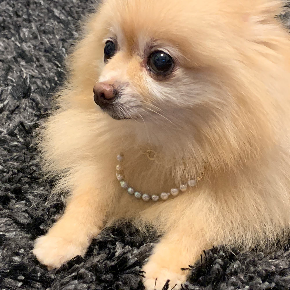 MaskCharm&Pet necklace：A