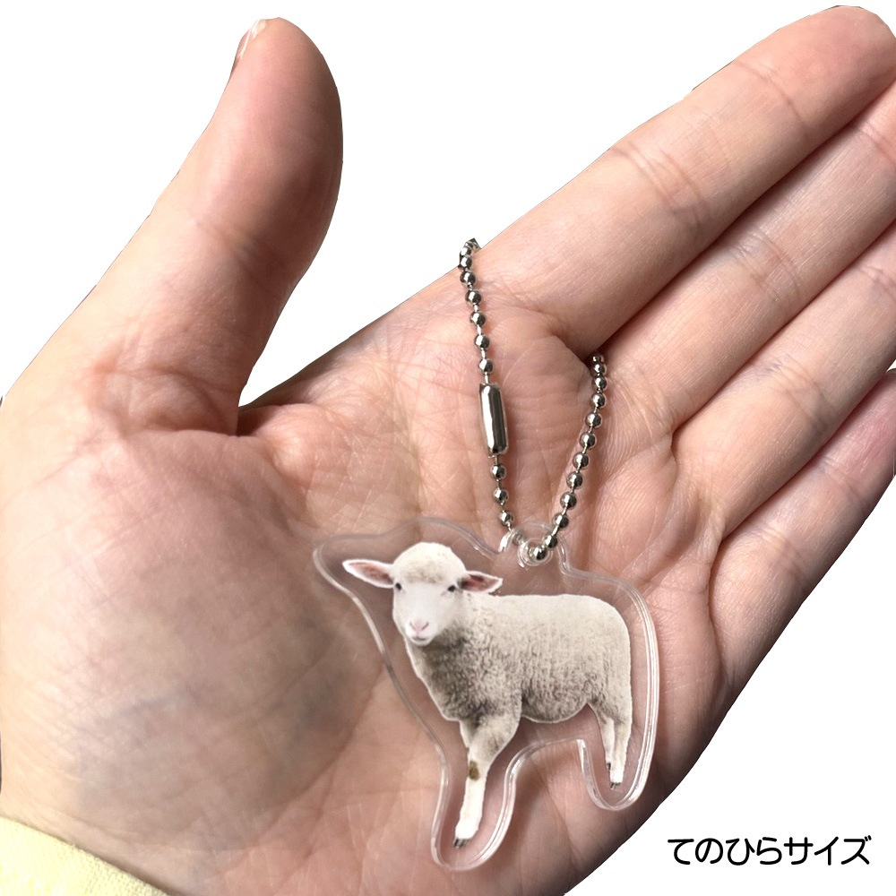 ɤ֤ĥ륭ۥ(ҤĤ)᡼ȯ