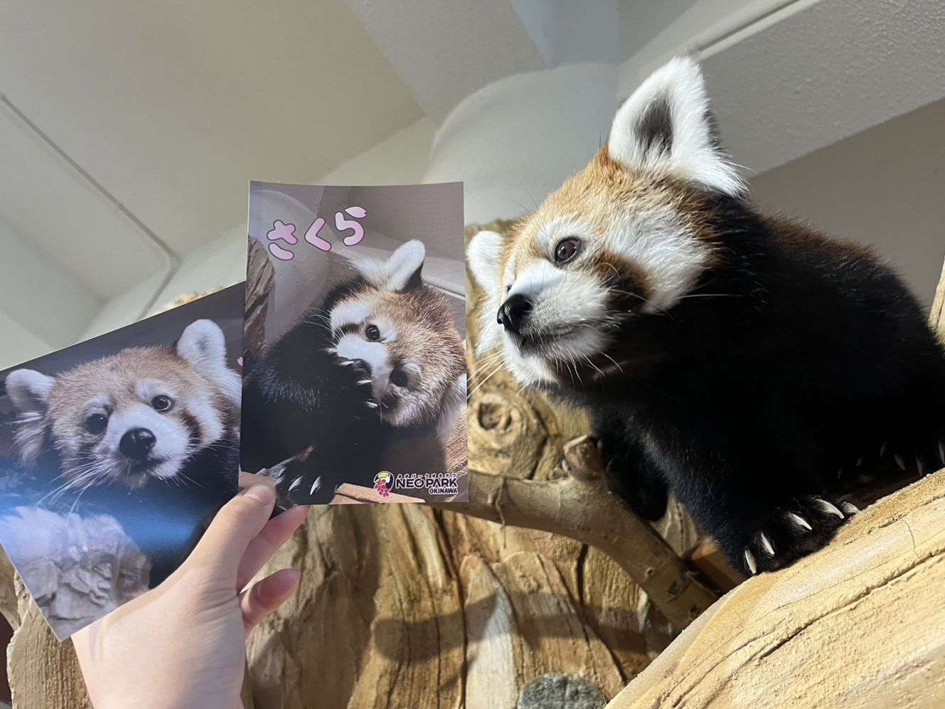 レッサーパンダ オリジナルポストカード2枚組