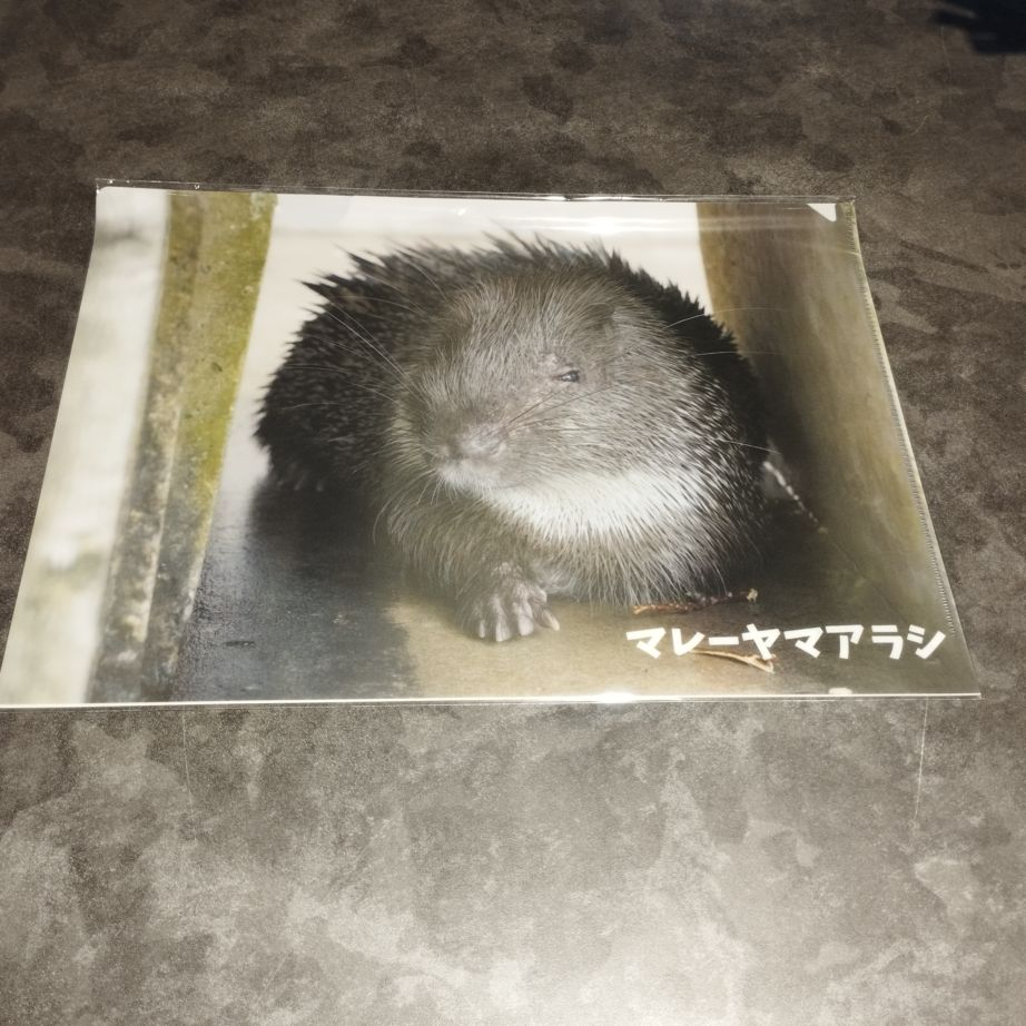クリアファイル【ヤマアラシ】