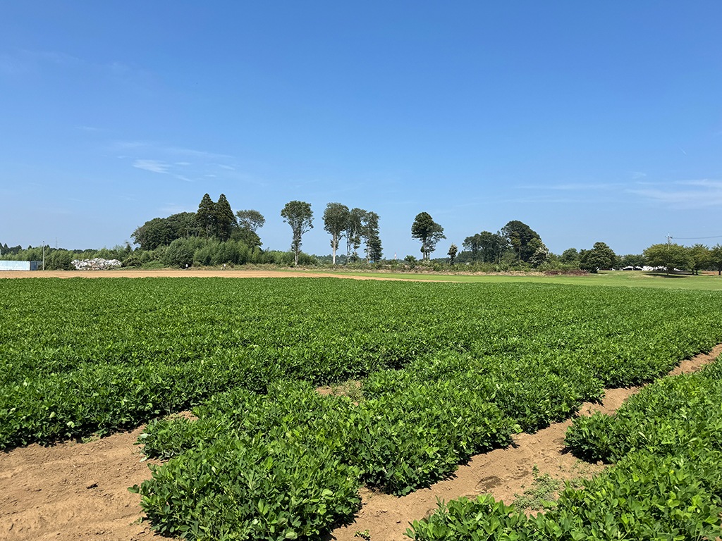 【ポスト投函便】お試し価格！さや煎り３品種おためしセット　送料込