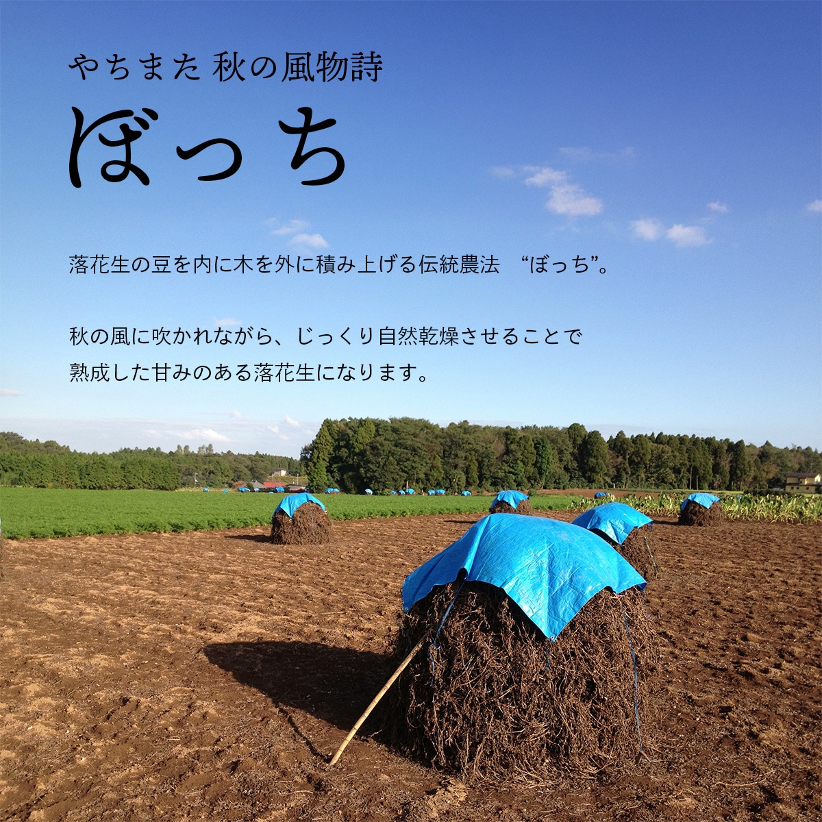 さや煎り3種セット