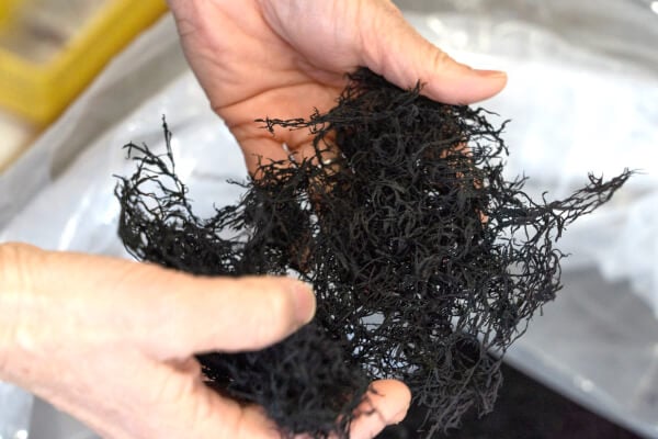 姫島ひじき（小）