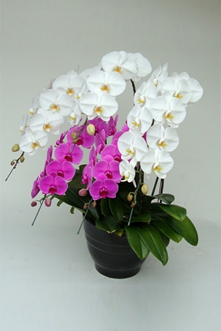 ベストセレクト胡蝶蘭5本立3L紅白(紅2白3)