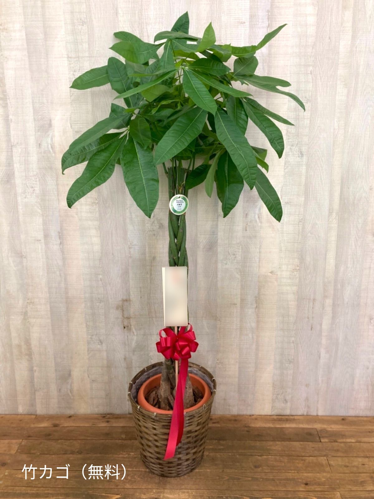 パキラ植物 観葉植物 パキラ 10号｜【ハナリスタ公式通販】