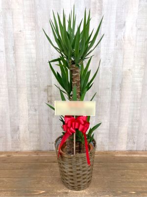 kenkou様　ユッカ 観葉植物 ドラセナ ユッカ 8号｜【ハナリスタ公式通販】