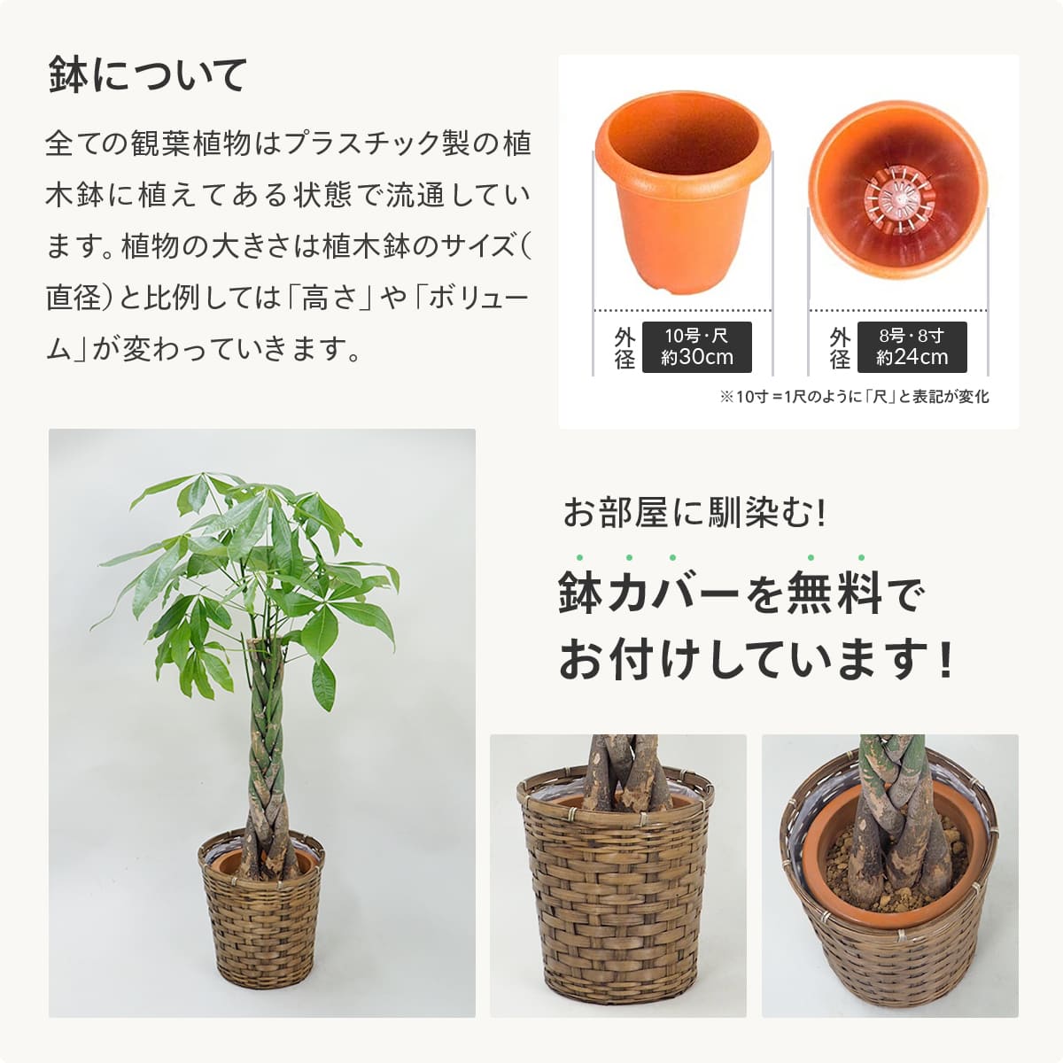 観葉植物 オーガスタ 10号｜【ハナリスタ公式通販】