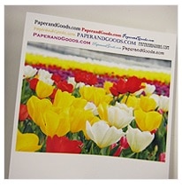 졼ץѡ졼ԡꥵ  270̸   WEFY-270  ξ A4 A3 SRA3᡼ľ