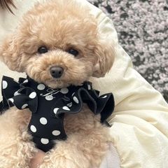 �ͥ��ץ륺��åե�ϡ��ͥ�-�֥�å�(�ۥ磻�ȥɥå�)-DG-01-04DT-