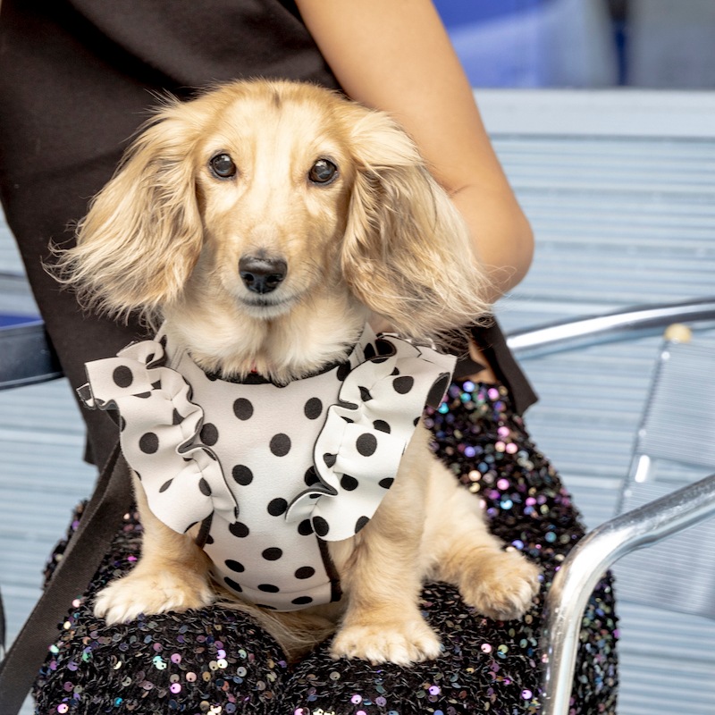 ͥץ륺åեϡͥ-ۥ磻(֥åɥå)-DG-01-00DT-