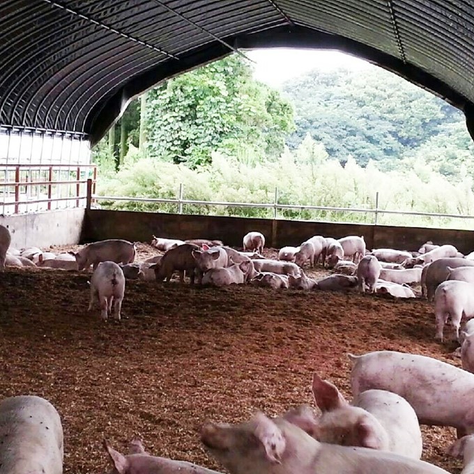 【買わなきゃ損！！】アボカドサンライズポーク 　150ｇ×5枚