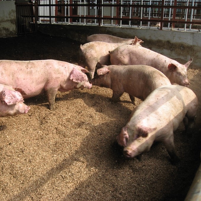 【買わなきゃ損！！】アボカドサンライズポーク 　150ｇ×5枚