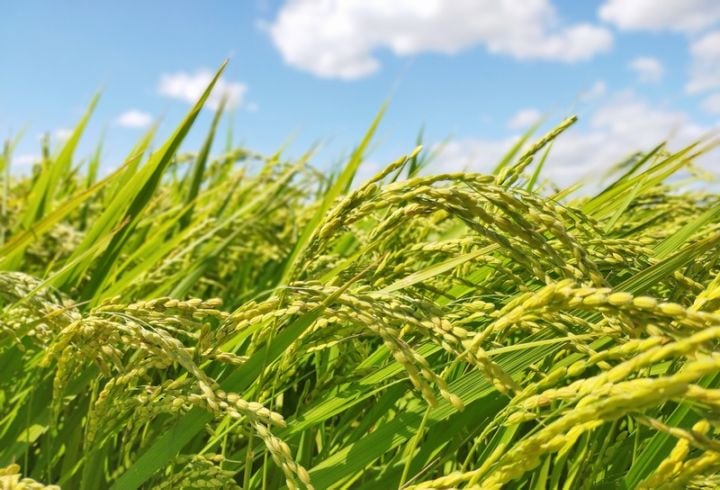 【産地直送】あいちのかおり 玄米 5kg（農薬・化学肥料不使用）