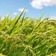 【産地直送】玄米2種  食べ比べセット　あいちのかおり5kg＆ササニシキ5kg（農薬・化学肥料不使用）