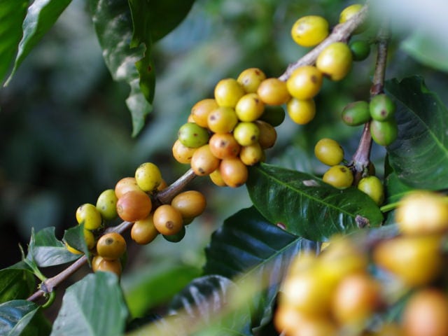 ニカラグア　サンホセ　イエローパカマラ　ウォッシュド 200g