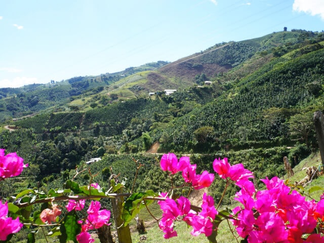 コロンビア　ウイラ　カトゥーラ・チロソ　ウォッシュド　200g