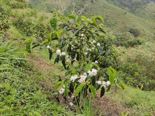 コロンビア　ファンマルティン　ゲイシャ　ウォッシュド　200g