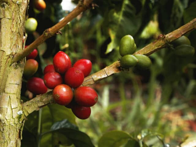 コロンビア　ファンマルティン　シドラ　ウォッシュド　200g