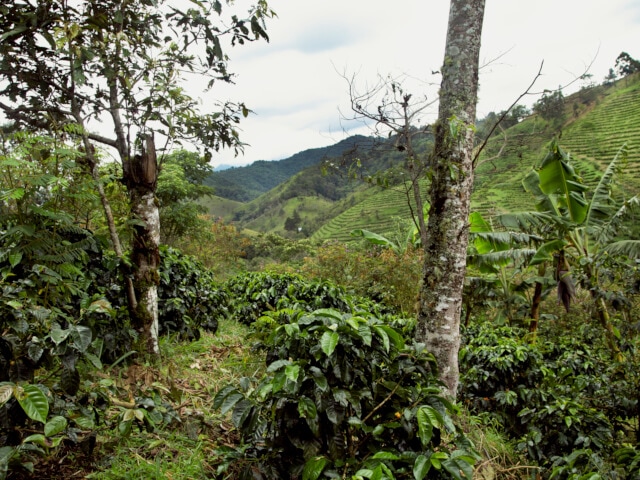 コロンビア　ファンマルティン農園　ピンクブルボン 200g