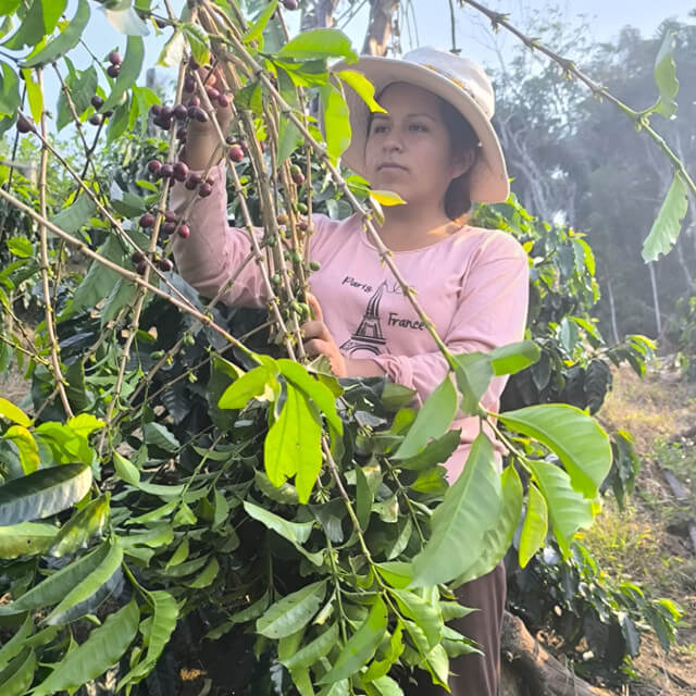 ペルー　ジェシカ・ビジャサンテ　ブルボン　ウォッシュド　200g