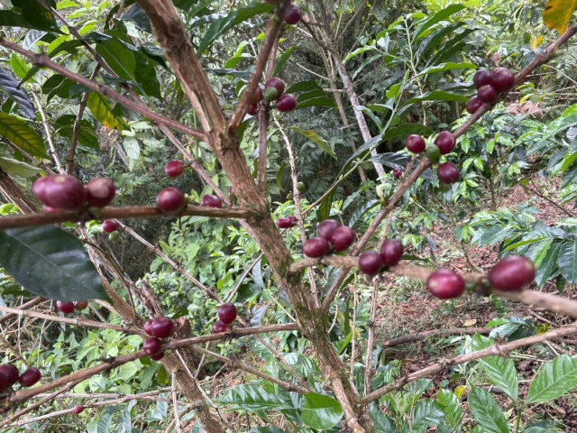 ペルー　ジェシカ・ビジャサンテ　ブルボン　ウォッシュド　200g