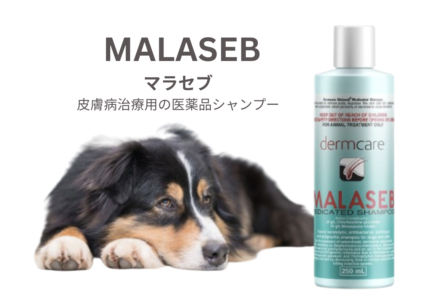 �ޥ饻�֥����ס� | 250ml | 2�ܥ��å� | ���� 