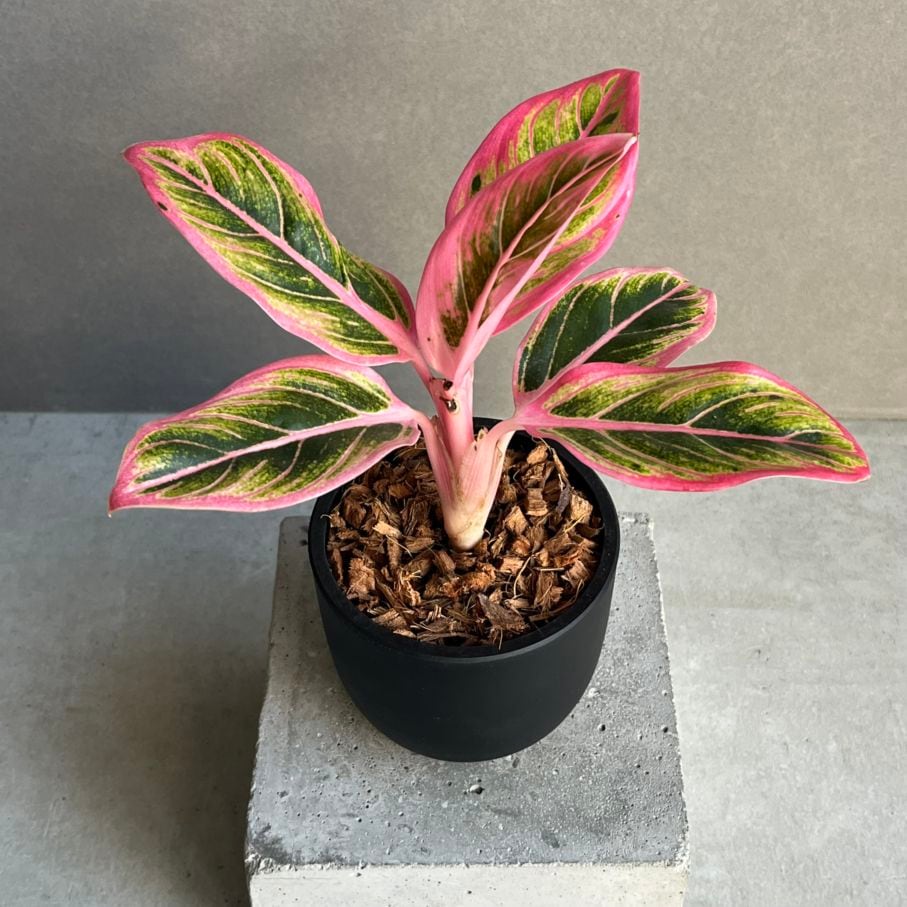観葉植物通販 珍しい植物 レアプランツ販売 SHOUCHIKU-EN