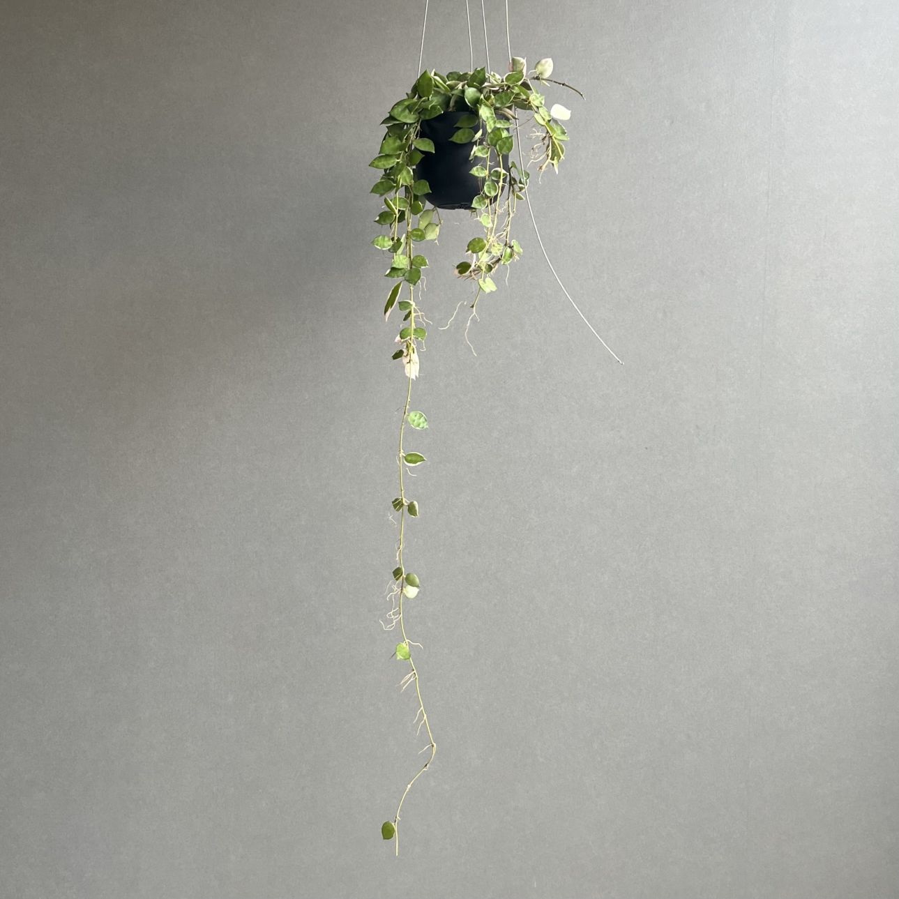 ホヤ通販・販売｜人気品種から希少種まで厳選｜観葉植物通販 松竹園