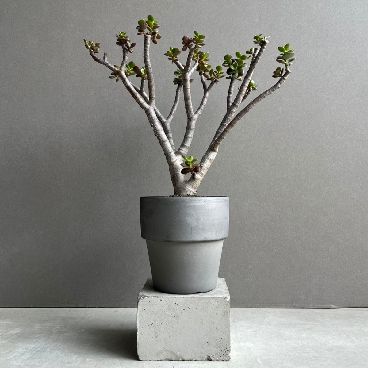 観葉植物通販 珍しい植物 レアプランツ販売 SHOUCHIKU-EN