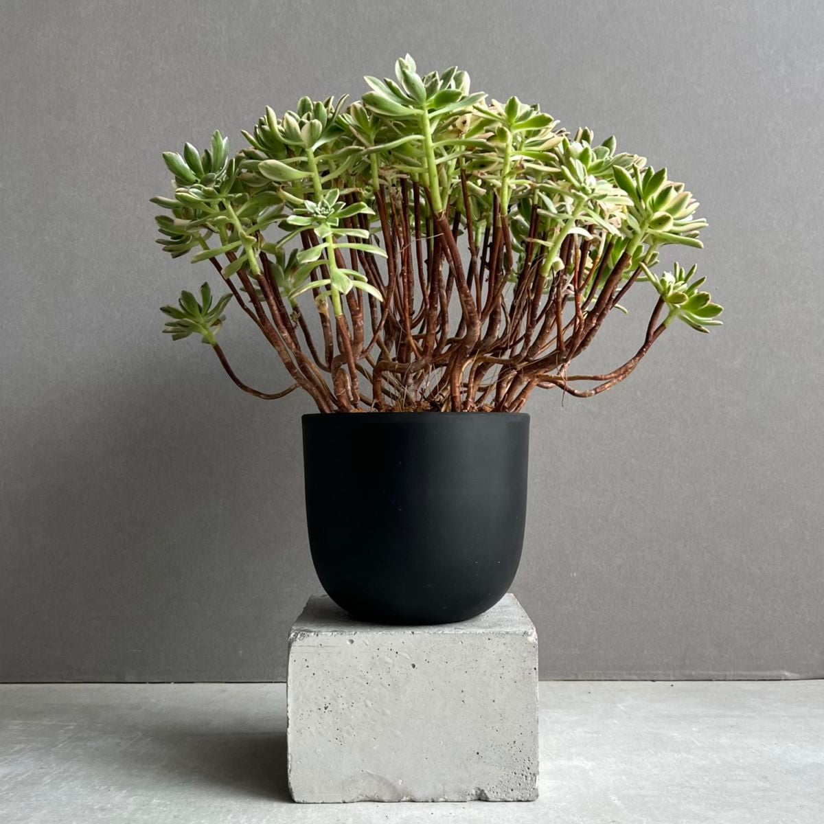 アエオニウム 'ブロンズ メダル 錦' 「Aeonium 'Bronze Medal' 」