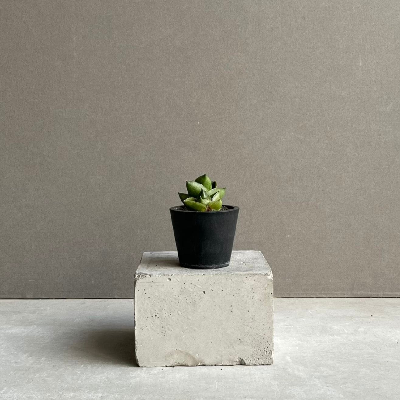サンセベリア(サンスベリア) グリーン ピーチ Sansevieria Green Peach