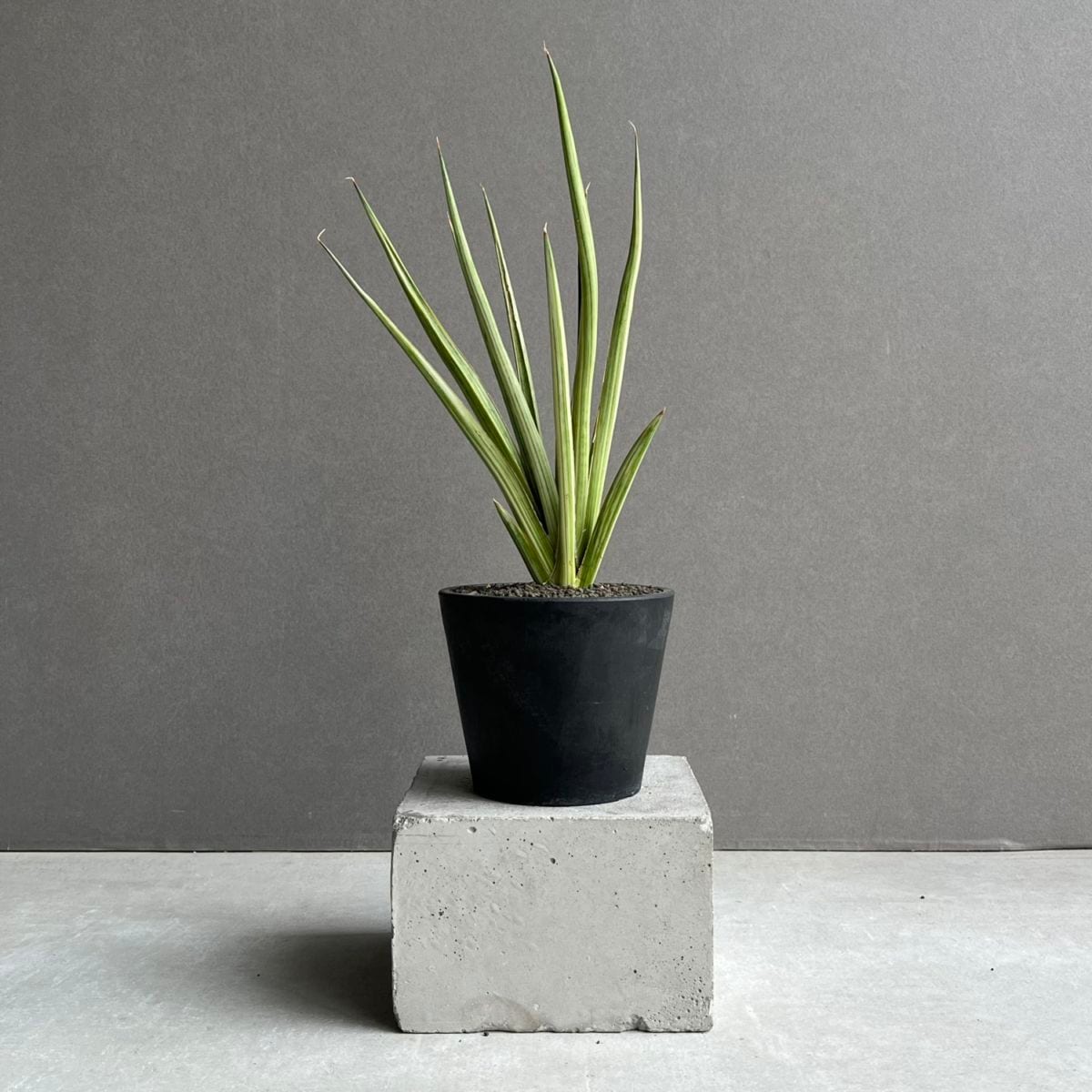 サンセベリア通販 珍しい観葉植物 SHOUCHIKU-EN
