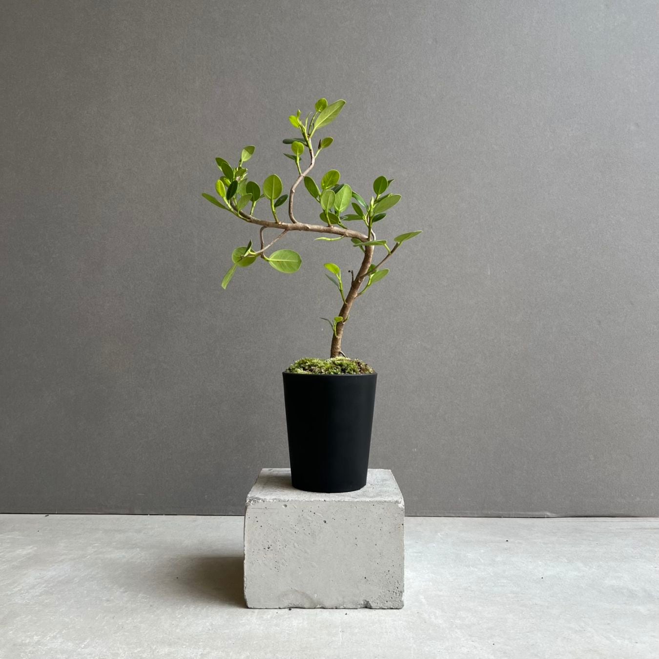 観葉植物通販 珍しい植物 レアプランツ販売 SHOUCHIKU-EN