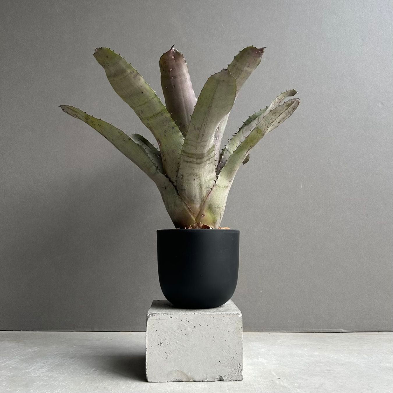 タンクブロメリア通販 レアプランツ 観葉植物 SHOUCHIKU-EN