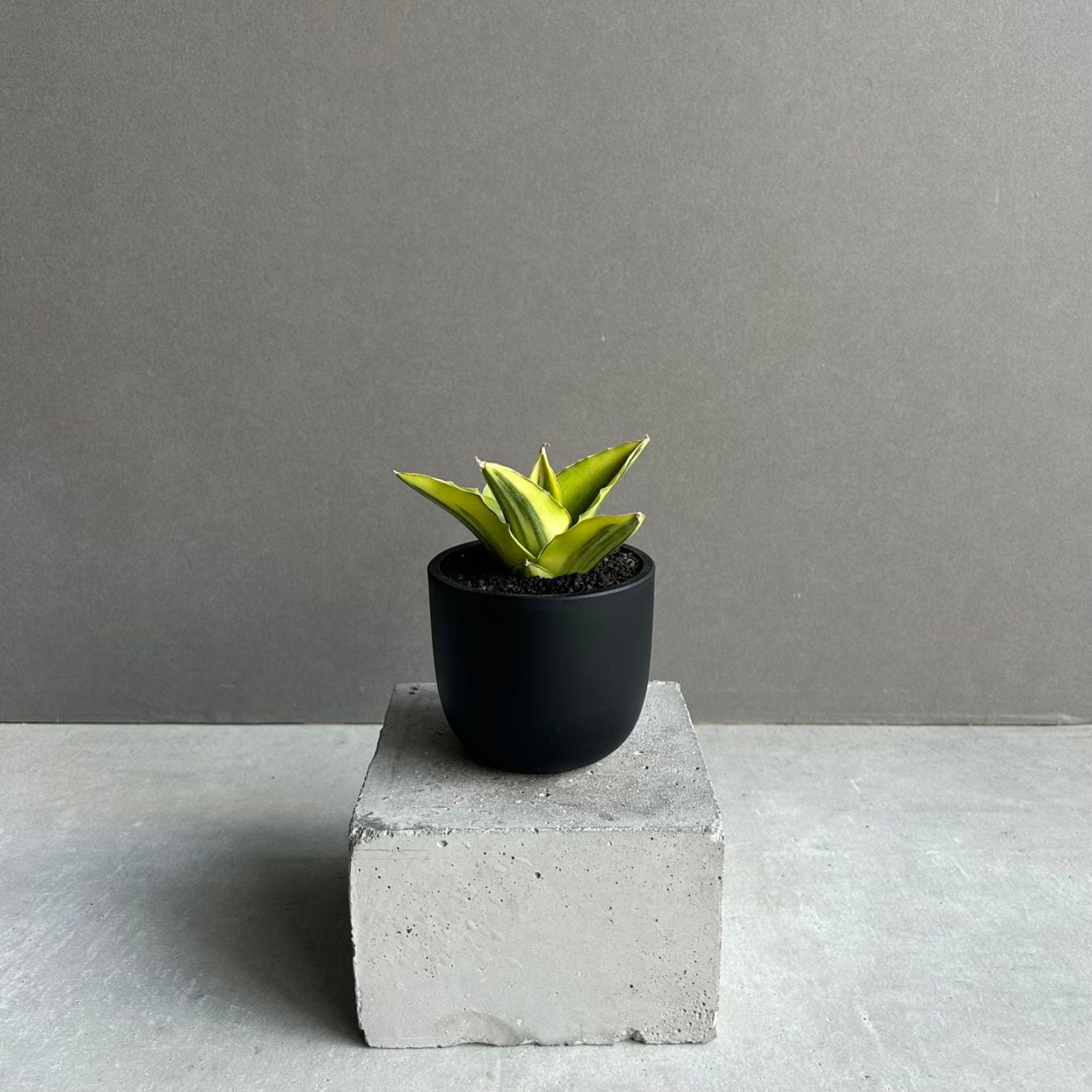 サンセベリア アンダマン 斑入「Sansevieria Andaman Variegated 」