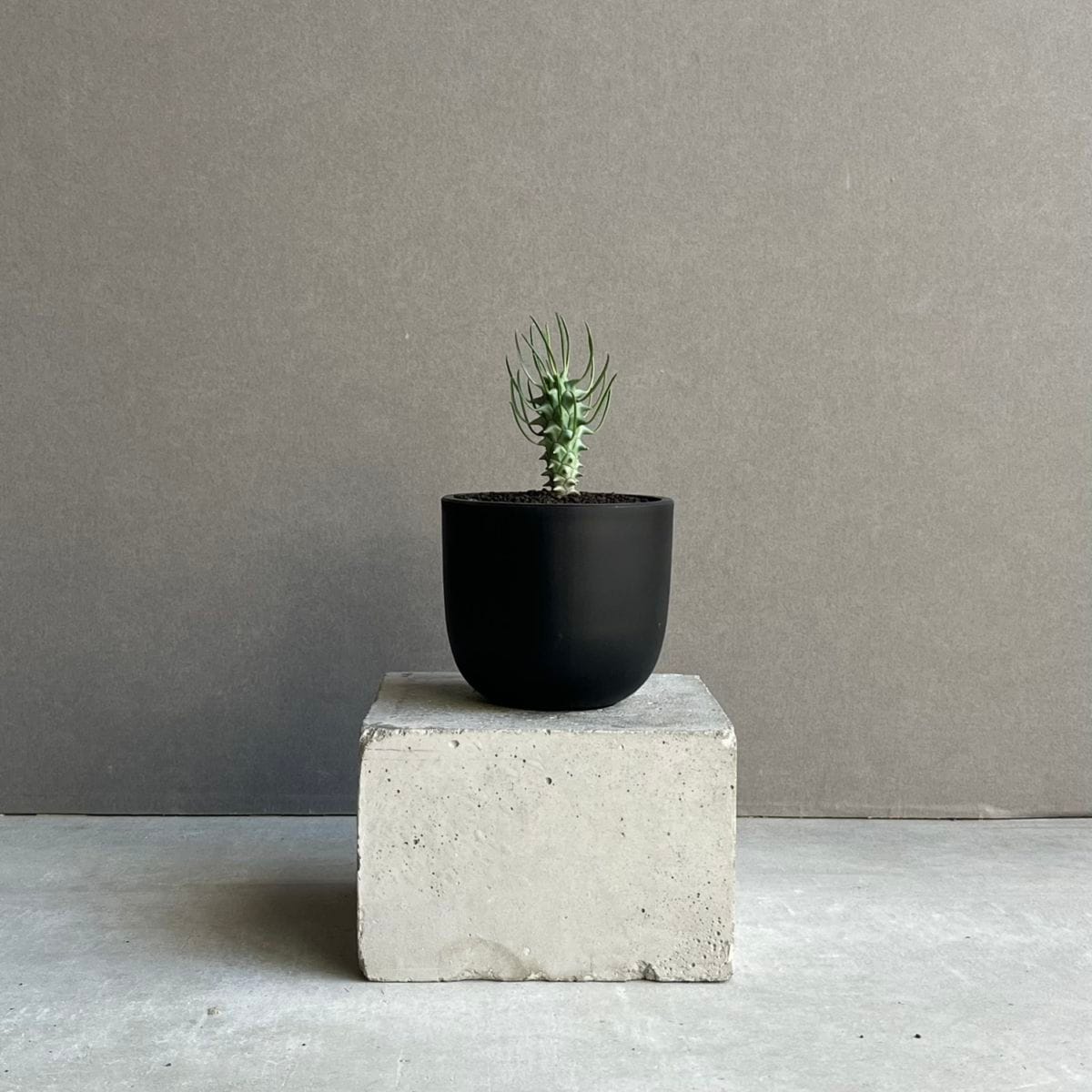 ユーフォルビア スコエンランディ（闘牛角) 実生苗 「Euphorbia