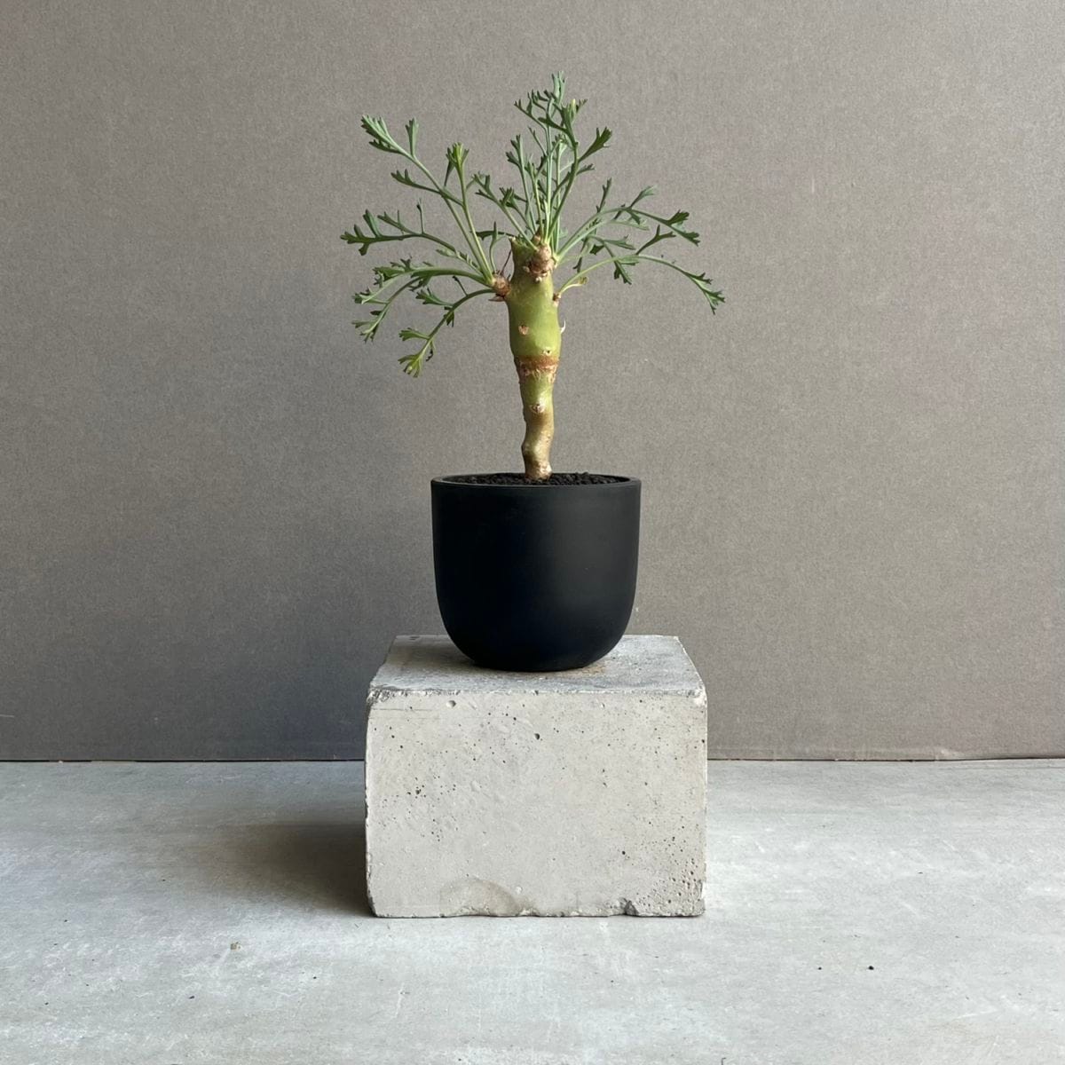 コーデックス 塊根植物 通販 レアプランツ SHOUCHIKU-EN