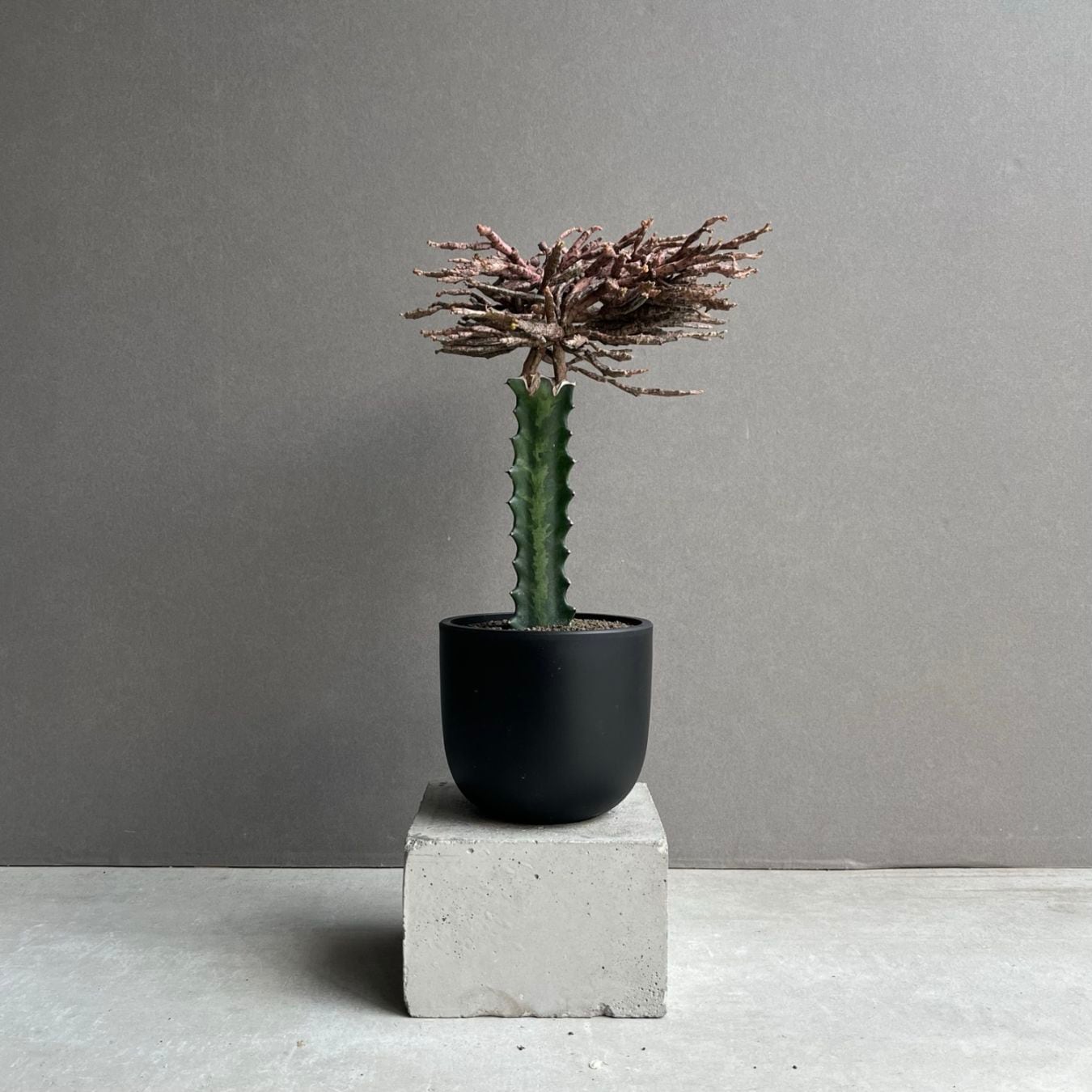 ユーフォルビア プラティクラダ(接木)「Euphorbia platyclada grafting」