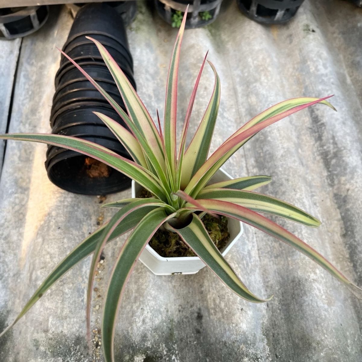 観葉植物通販 珍しい植物 レアプランツ販売 SHOUCHIKU-EN