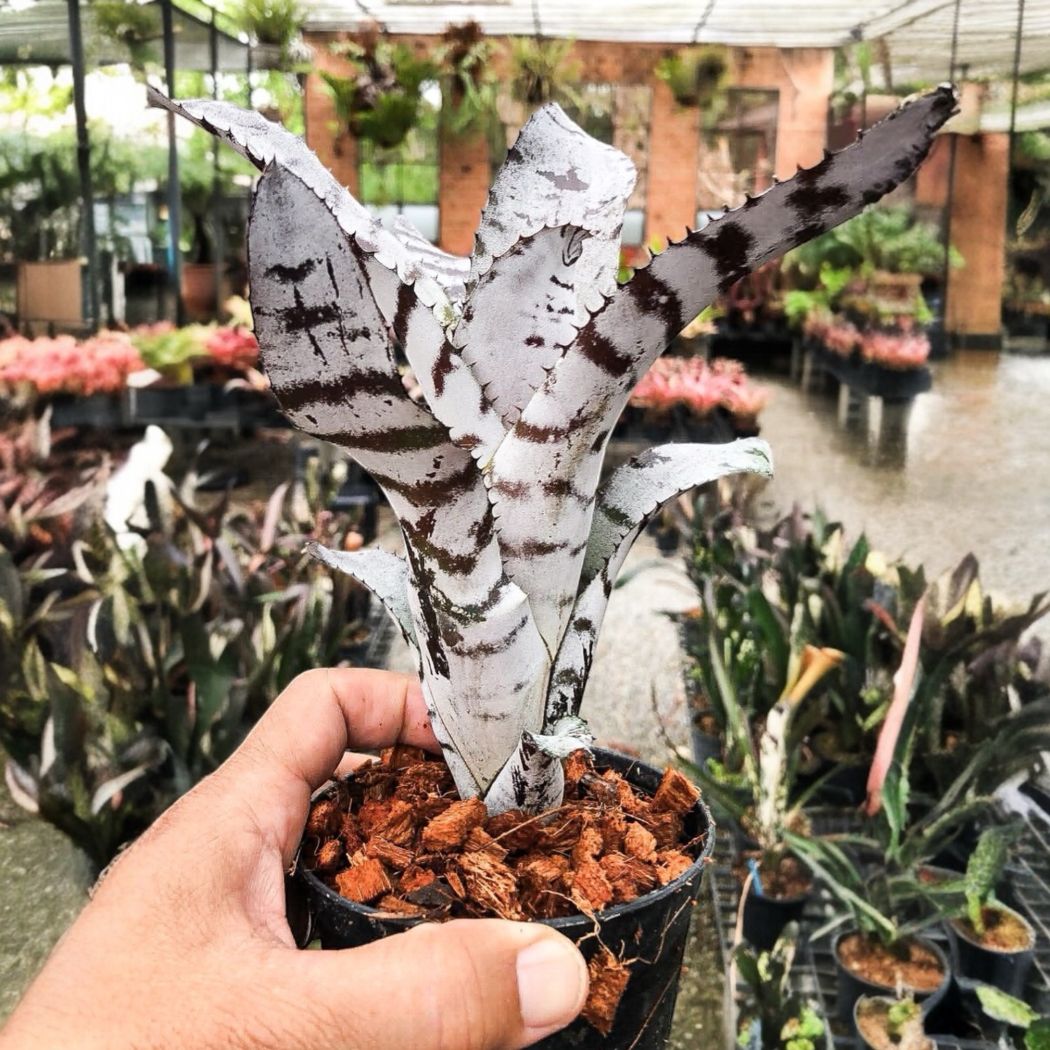 タンクブロメリア 予約販売 レアプランツ SHOUCHIKU-EN