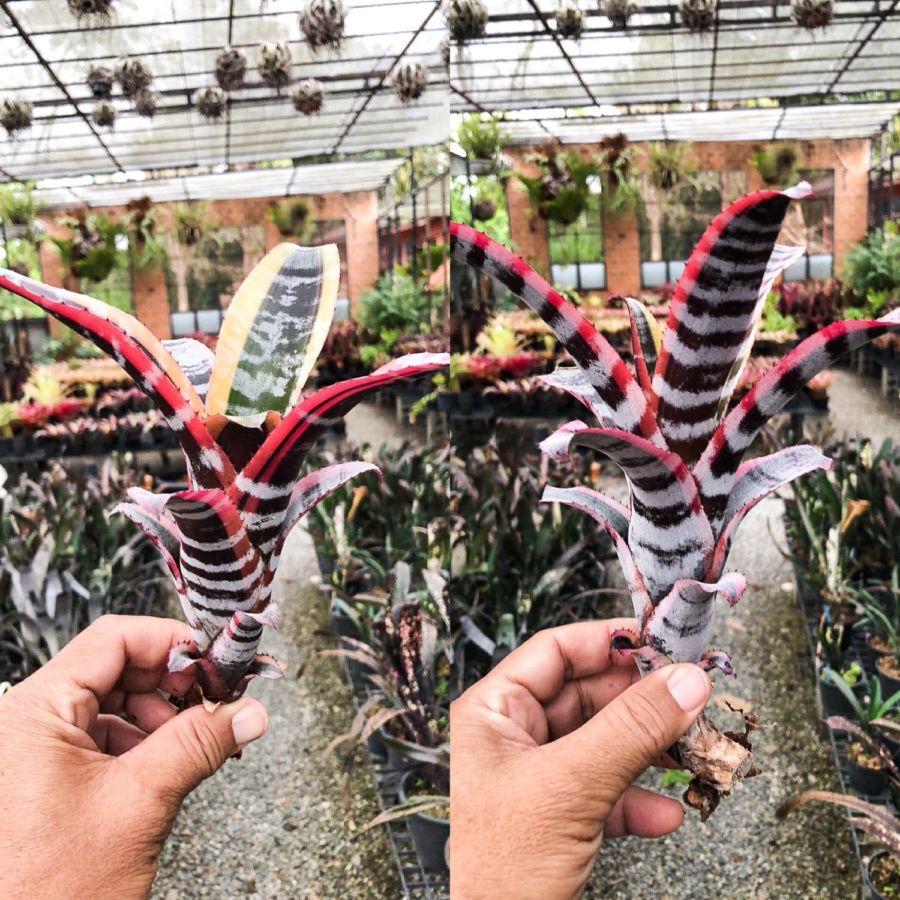 観葉植物通販 珍しい植物 レアプランツ販売 SHOUCHIKU-EN