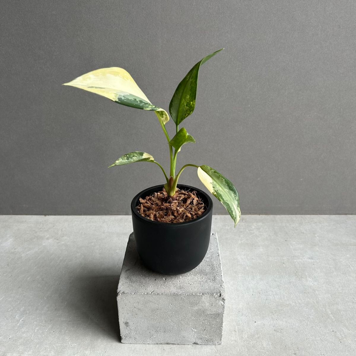 アグラオネマ スワンナプーム「Aglaonema Suvarnabhumi」