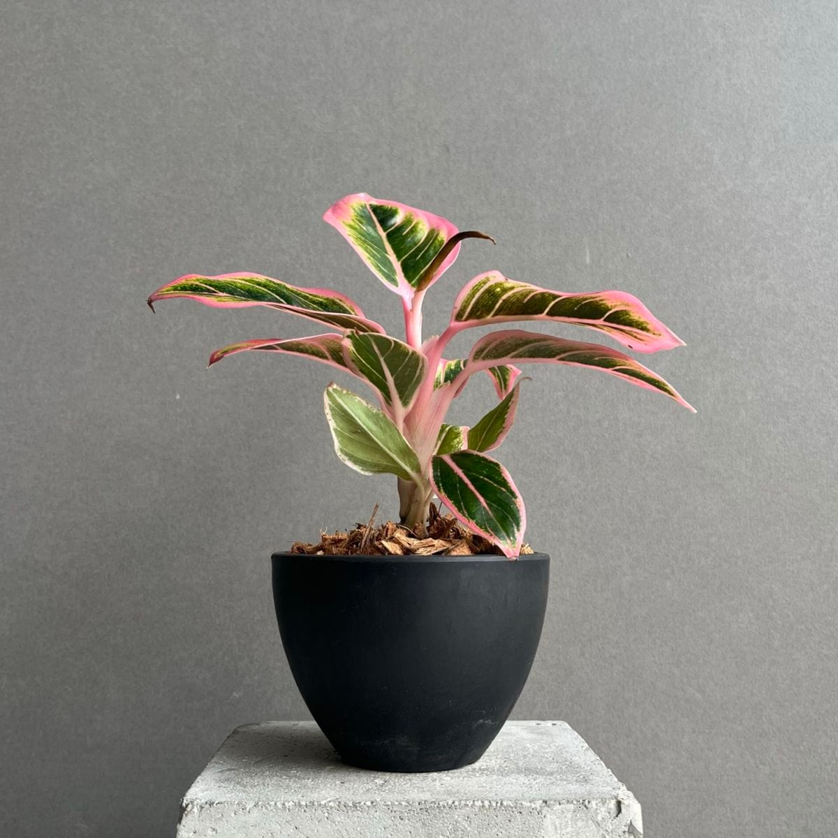 アグラオネマ ロータス デライト 「Aglaonema Lotus Delight」