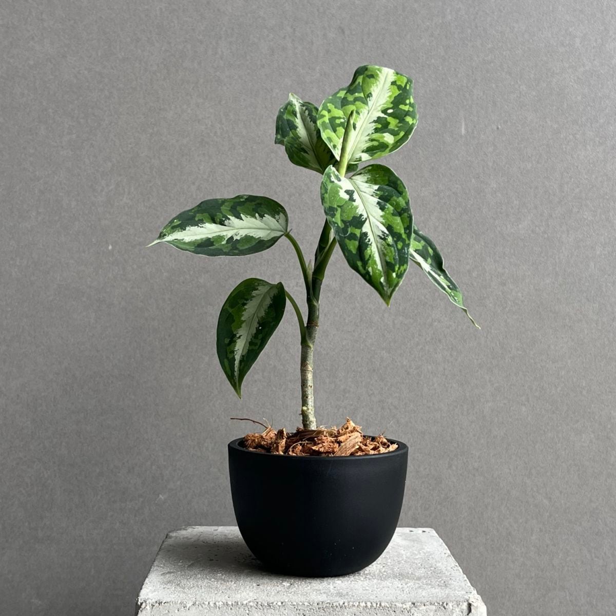 アグラオネマ ピクタム トリカラー 「Aglaonema pictum tricolor」