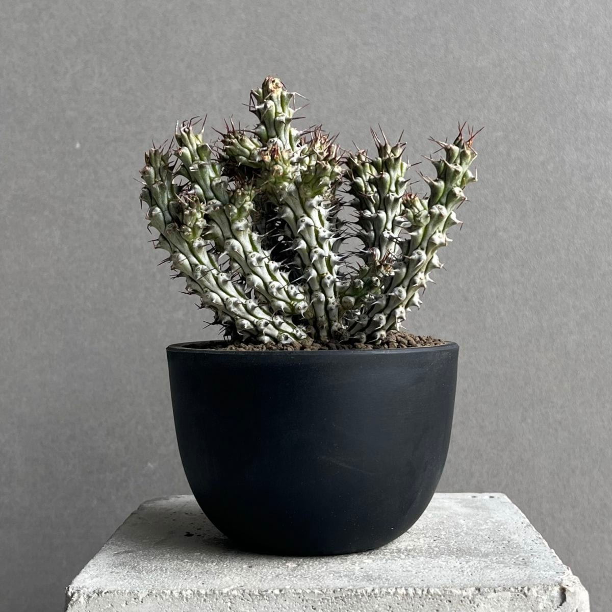 SALE｜植物・植木鉢・園芸用品のお得なセール商品｜松竹園